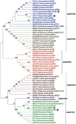 Diterpene Biosynthesis in Rice Blast Fungus Magnaporthe